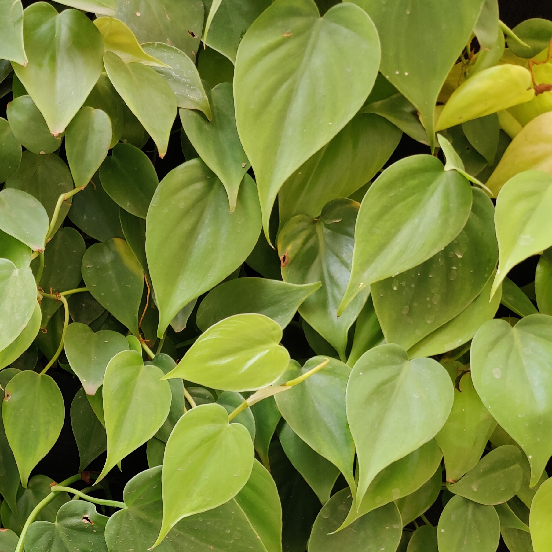 Heartleaf Philodendron